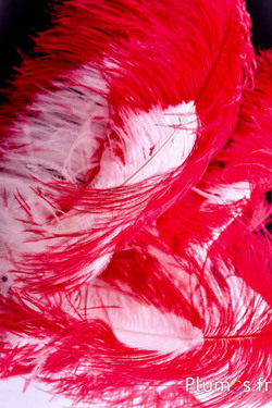 Autruche premium - 50-60 cm - crème-rouge